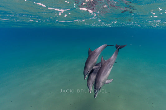 Dolphins