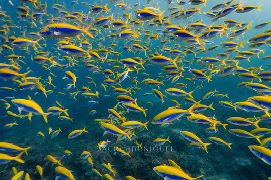 Sodwana Shoal