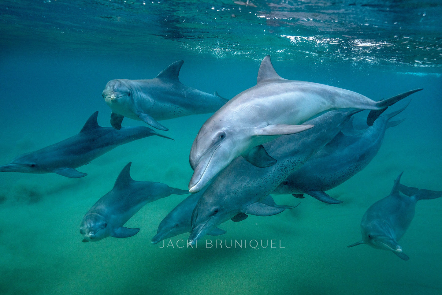 Dolphin Pod