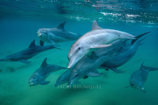 Dolphin Pod