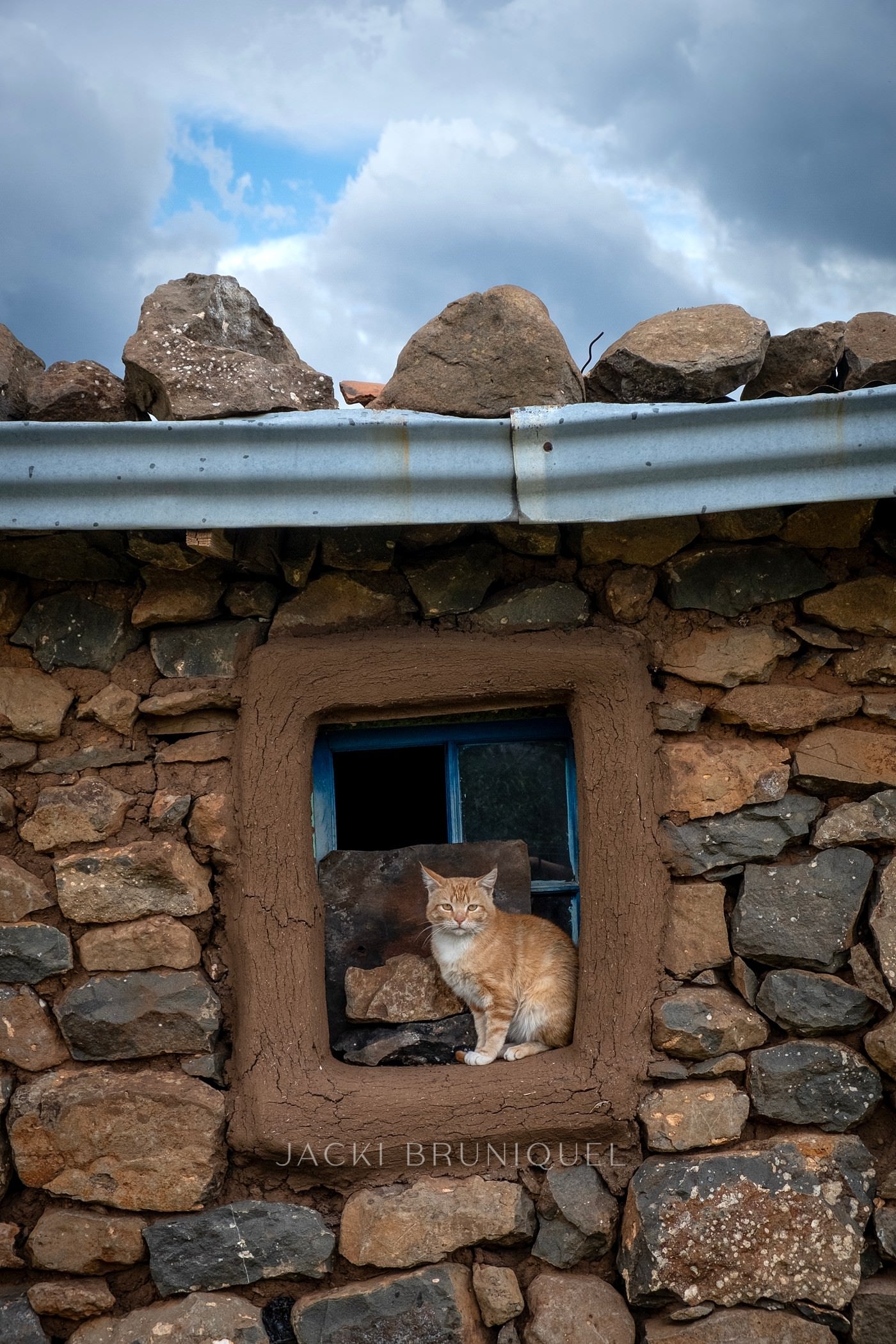 Lesotho Cat