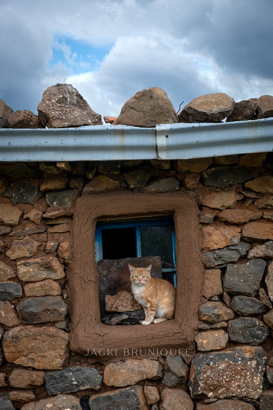 Lesotho Cat