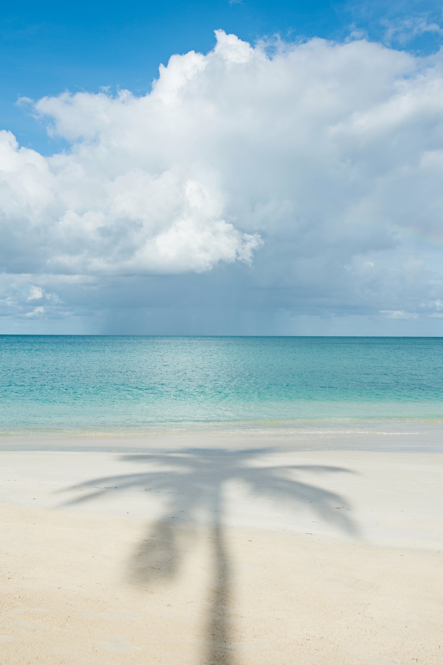 Palm Shadow Serenity